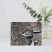 Rattlesnake Nah-up Shot. Postkarte (Stehend Vorderseite)