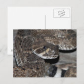 Rattlesnake Nah-up Shot. Postkarte (Vorne/Hinten)