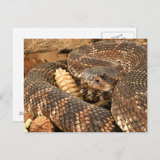 Rattlesnake. Postkarte (Vorne/Hinten)