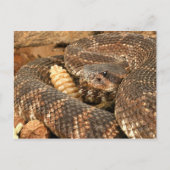 Rattlesnake. Postkarte (Vorderseite)