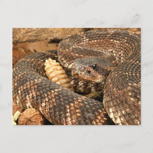 Rattlesnake. Postkarte (Vorderseite)