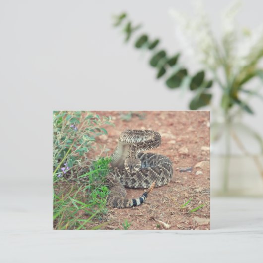 Rattlesnake Postkarte (Stehend Vorderseite)
