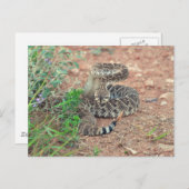 Rattlesnake Postkarte (Vorne/Hinten)