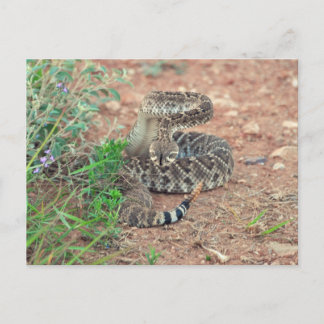 Rattlesnake Postkarte