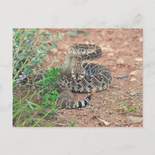 Rattlesnake Postkarte (Vorderseite)