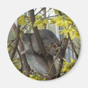 Ratty cuddles Magnet