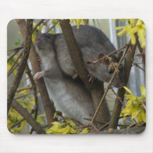 Ratty cuddles Mousepad (Vorne)