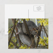 Ratty cuddles Postcard Postkarte (Vorne/Hinten)