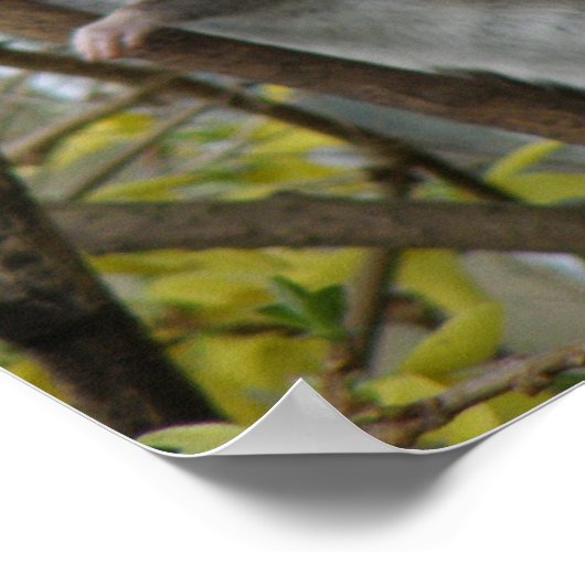 Ratty Cuddles Print Poster (Ecke)