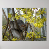 Ratty Cuddles Print Poster (Vorne)