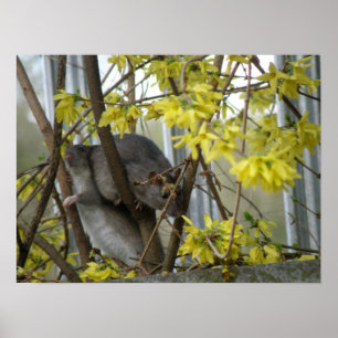 Ratty Cuddles Print Poster