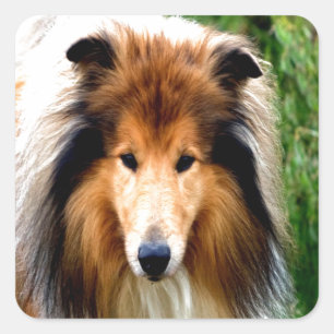 Raubhund zieht in die Liebe Quadratischer Aufkleber