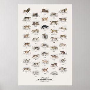 Raubkatzen - Naturalist's Library Poster