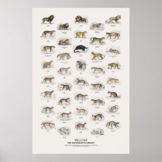 Raubkatzen - Naturalist's Library Poster
