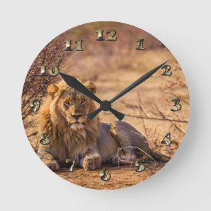 Raubtier Lion in Südafrika Runde Wanduhr