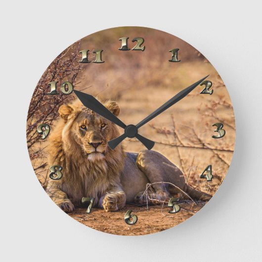 Raubtier Lion in Südafrika Runde Wanduhr (Vorderseite)