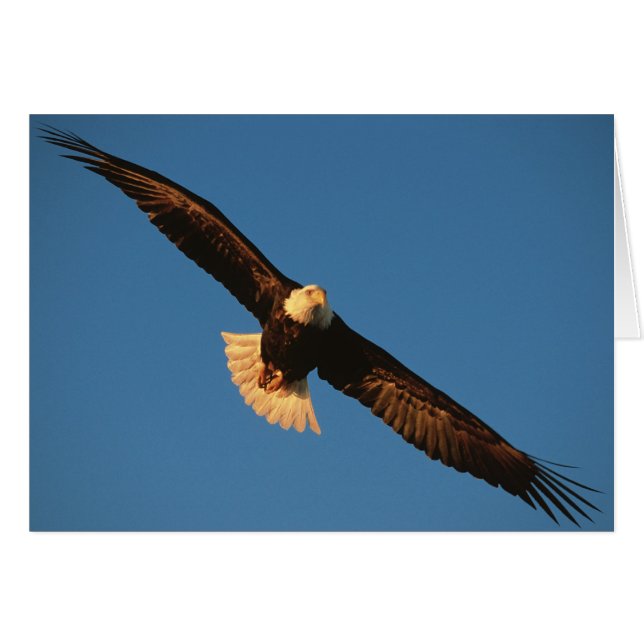 Raubvogel, Adler im Flug, Kachemak (Vorderseite (Horizontal))