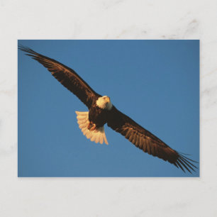 Raubvogel, Adler im Flug, Kachemak Postkarte