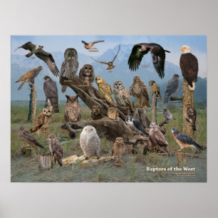 Raubvögel des Westens Poster