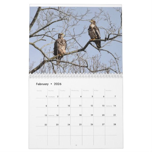 Raubvögel Kalender (Feb 2026)