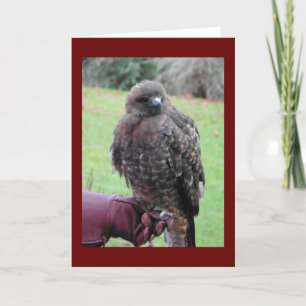 Raubvogel Karte