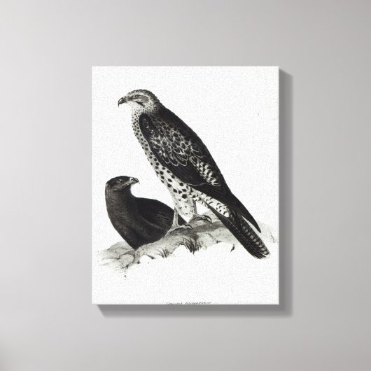 Raubvögel Leinwanddruck (Vorderseite)