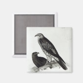 Raubvögel Magnet (Vorderseite/Rückseite)