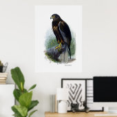 Raubvögel ~ Marsh Harrier Poster (Heimbüro)