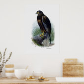 Raubvögel ~ Marsh Harrier Poster (Küche)