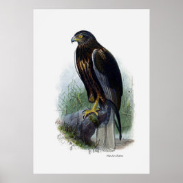 Raubvögel ~ Marsh Harrier Poster