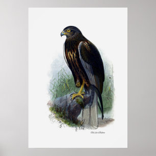 Raubvögel ~ Marsh Harrier Poster
