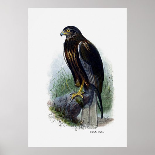 Raubvögel ~ Marsh Harrier Poster (Vorne)