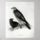 Raubvögel Poster (Vorne)