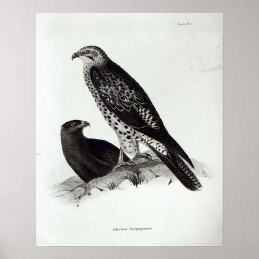 Raubvögel Poster (Vorne)