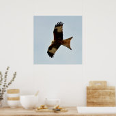Raubvogel Poster (Küche)