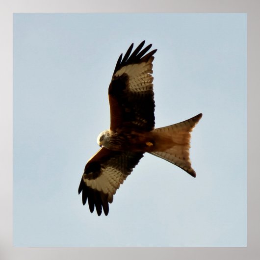 Raubvogel Poster (Vorne)