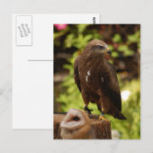 Raubvögel Postkarte (Vorne/Hinten)