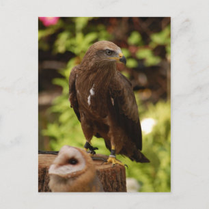 Raubvögel Postkarte