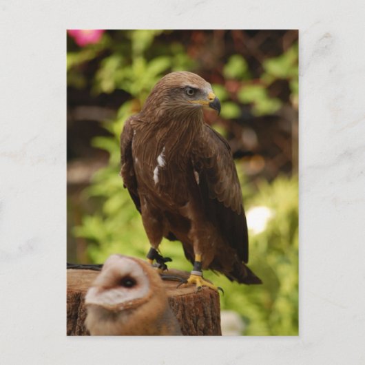 Raubvögel Postkarte (Vorderseite)
