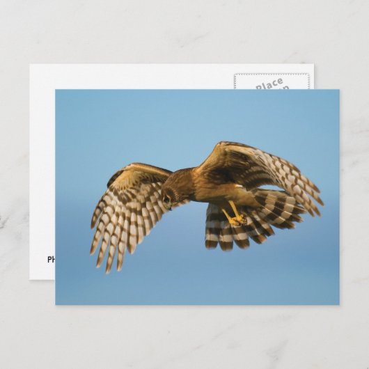 Raubvogel Postkarte (Vorne/Hinten)