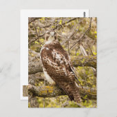 Raubvogel Postkarte (Vorne/Hinten)