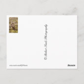 Raubvogel Postkarte (Rückseite)