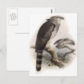 Raubvogel Postkarte (Vorne/Hinten)
