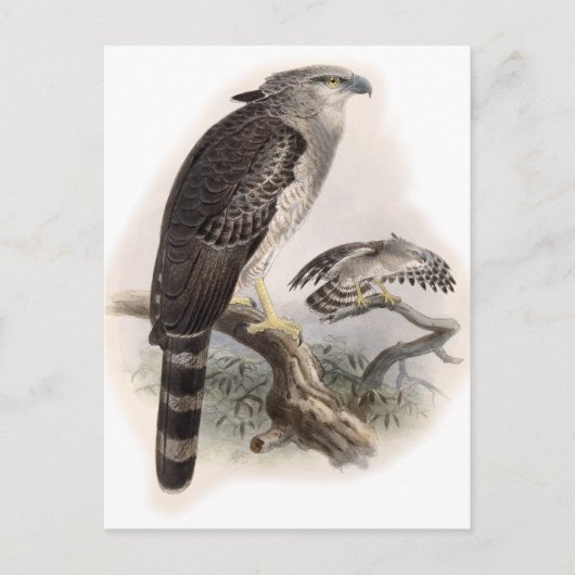 Raubvogel Postkarte (Vorderseite)