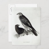Raubvögel Postkarte (Vorne/Hinten)