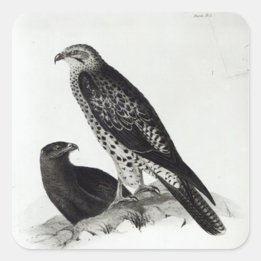 Raubvögel Quadratischer Aufkleber (Vorderseite)