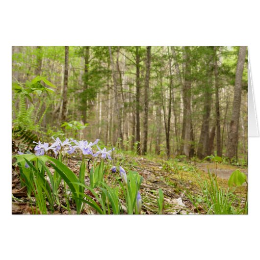 Raucher-Bergweg im Frühling (Vorderseite (Horizontal))