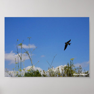 Rauchschwalbe im Flug Poster
