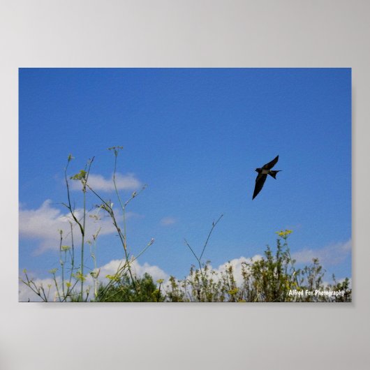 Rauchschwalbe im Flug Poster (Vorne)