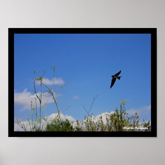 Rauchschwalbe im Flug Poster (Vorne)